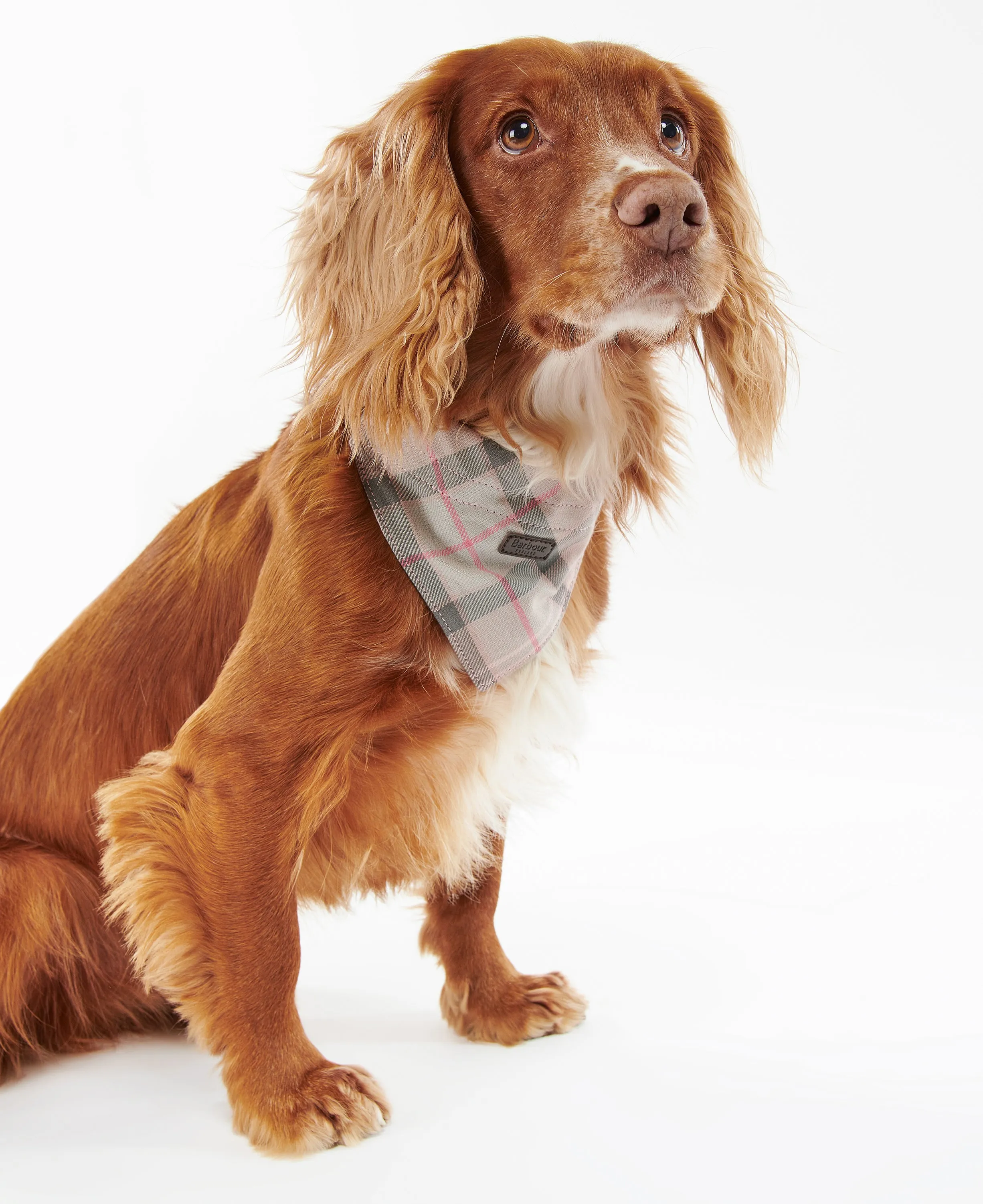 Barbour Dog Tartan Bandana