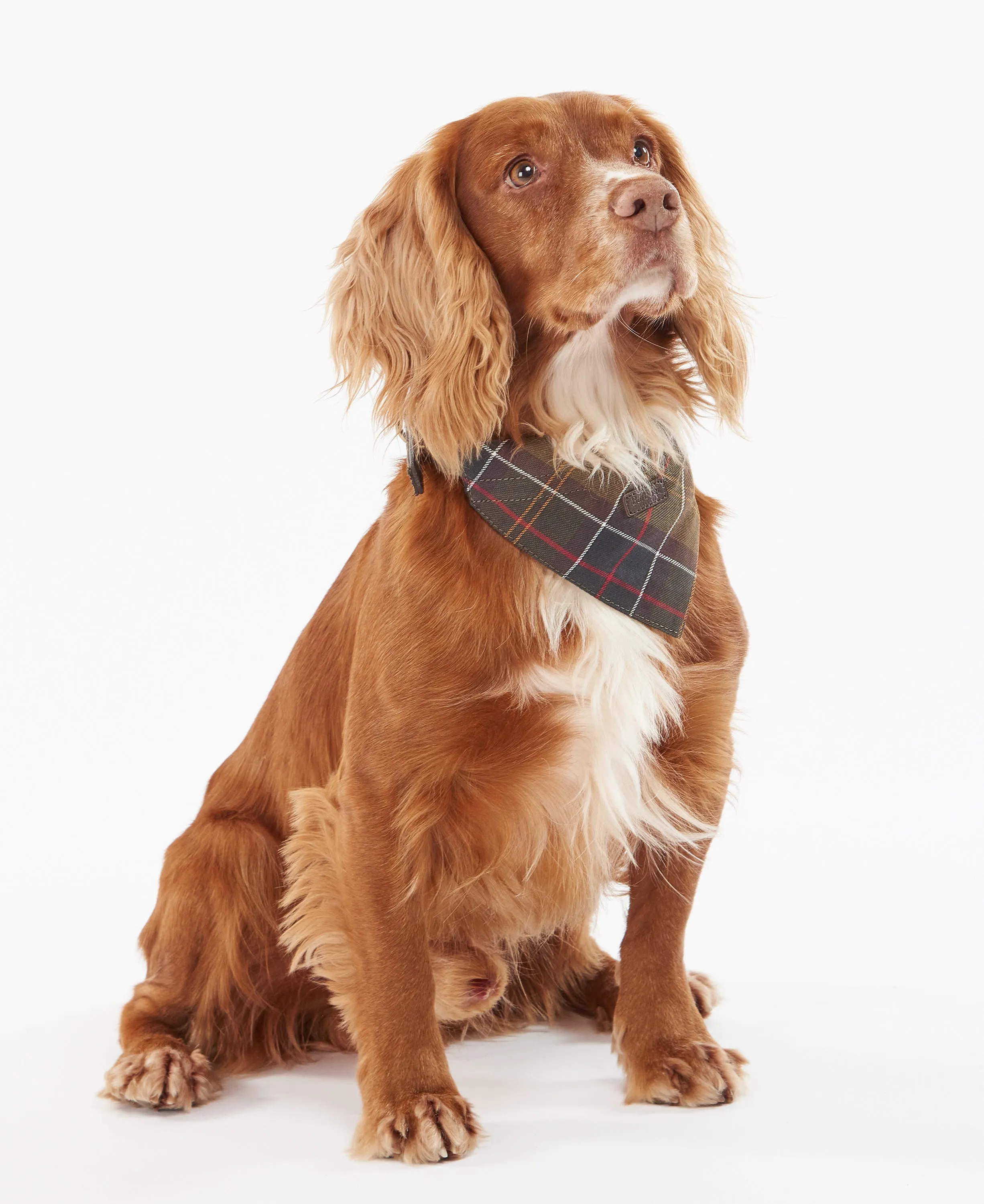 Barbour Dog Tartan Bandana