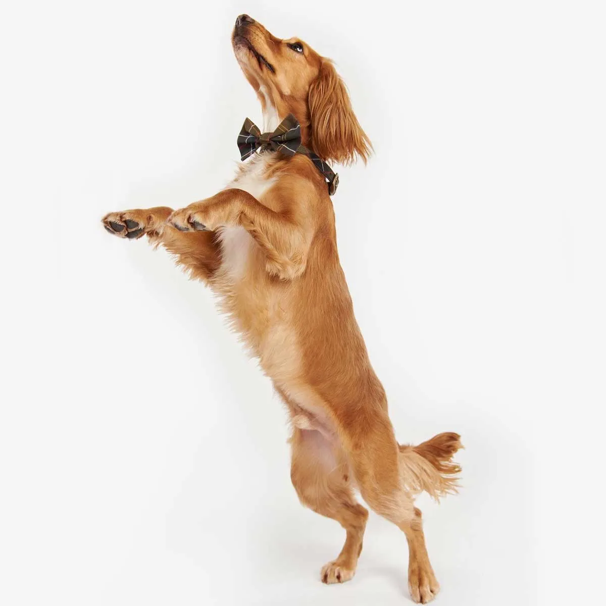 BARBOUR Tartan Dog Bow Tie