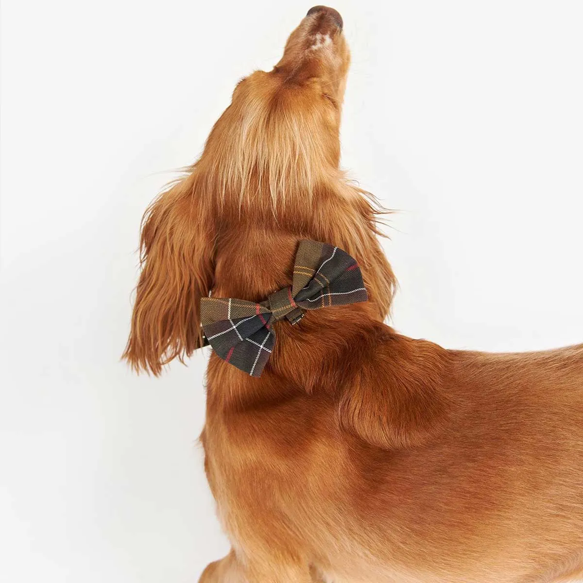 BARBOUR Tartan Dog Bow Tie