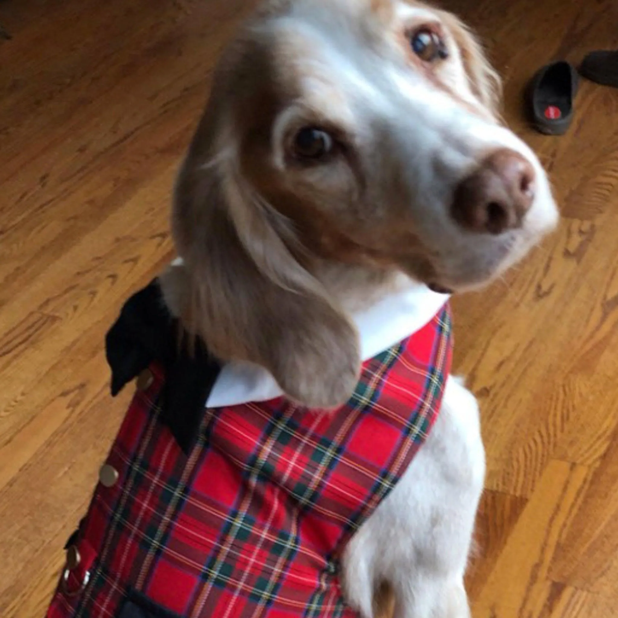 Red Tartan Plaid Boy Dog's Vest With Built In Harness